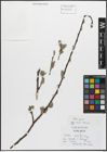 Foto von Salix caprea L.